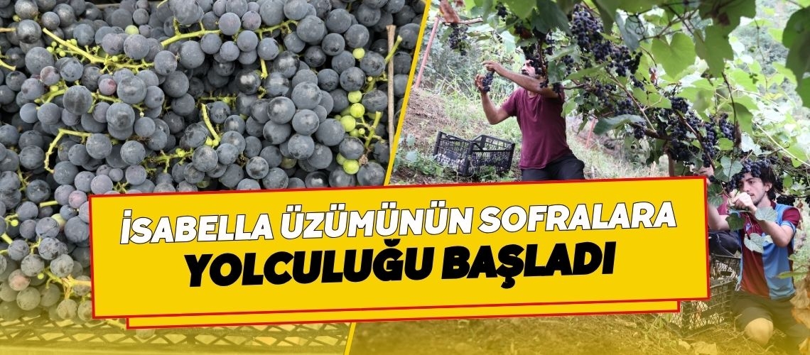 İsabella üzümünün sofralara yolculuğu başladı