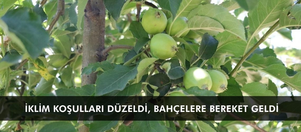 İklim koşulları düzeldi, bahçelere bereket geldi
