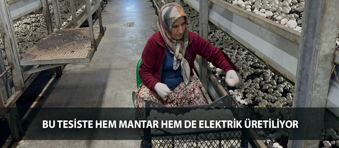 Bu tesiste hem mantar hem de elektrik üretiliyor