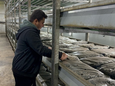 Bu tesiste hem mantar hem de elektrik üretiliyor