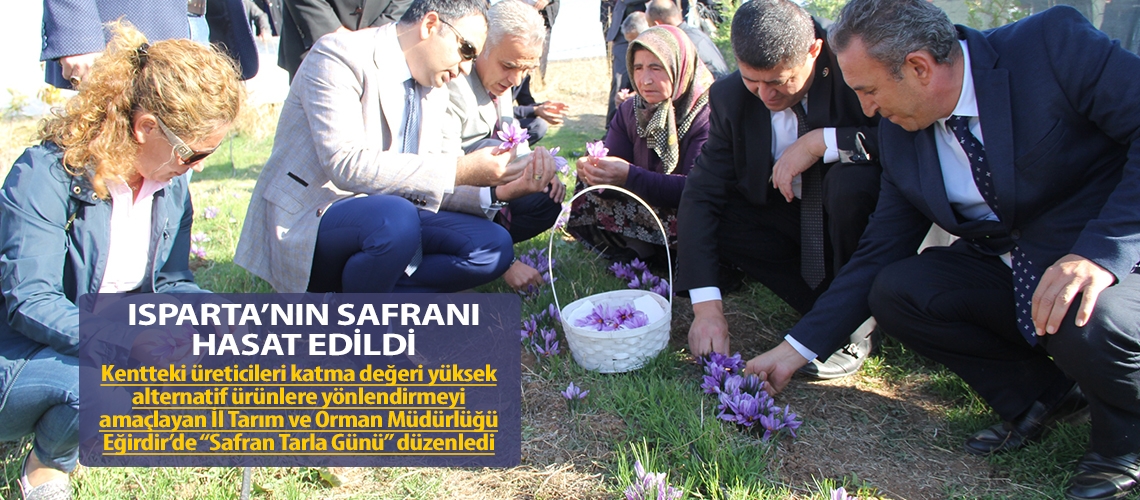 Isparta’nın safranı hasat edildi