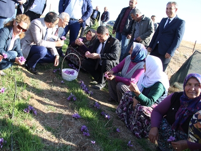 Isparta’nın safranı hasat edildi