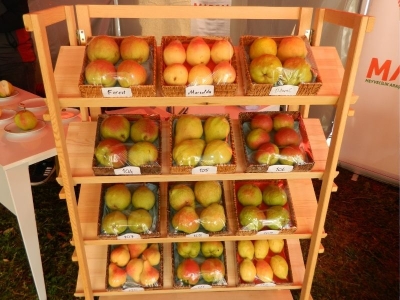 Sürdürülebilir Meyve-Bağ Fidancılığı Çalıştayı toplandı