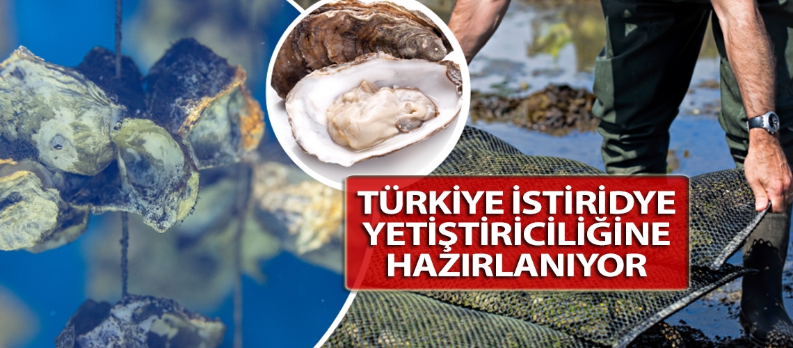 Türkiye istiridye yetiştiriciliğine hazırlanıyor