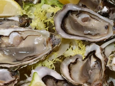 Türkiye istiridye yetiştiriciliğine hazırlanıyor