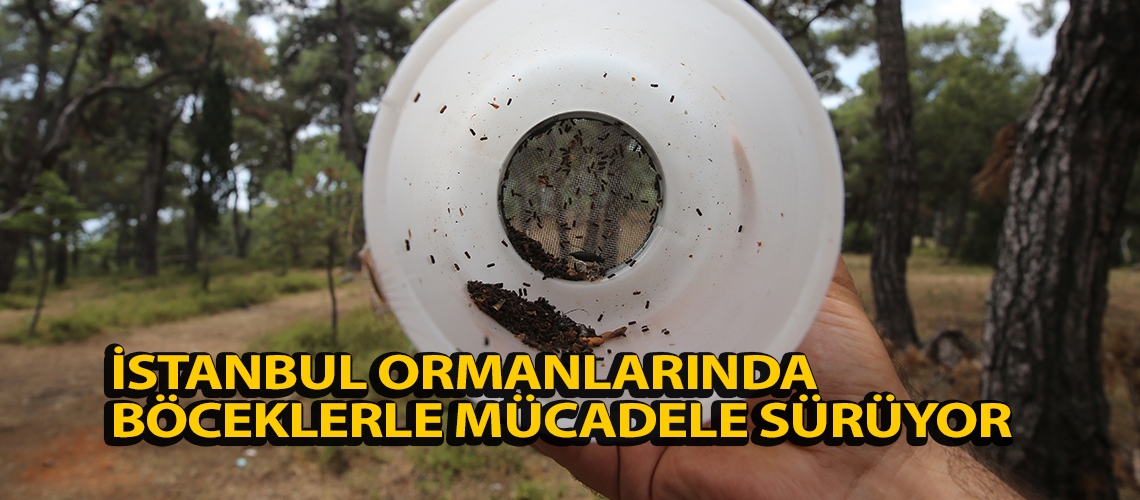 İstanbul ormanlarında böceklerle mücadele sürüyor