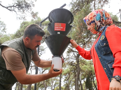 İstanbul ormanlarında böceklerle mücadele sürüyor
