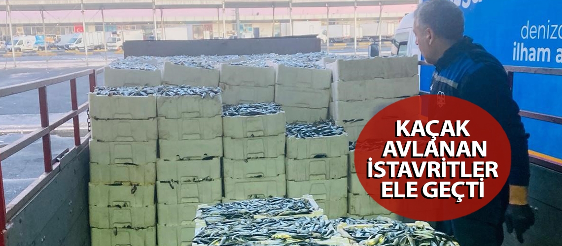 Kaçak avlanan istavritler ele geçti