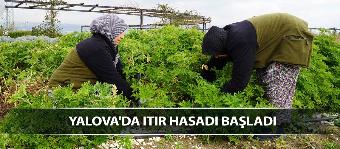 Yalova'da ıtır hasadı başladı