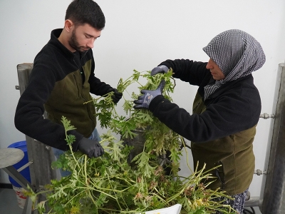 Yalova'da ıtır hasadı başladı