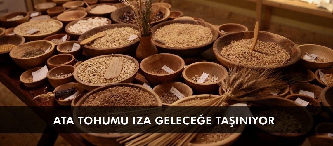 Ata tohumu ıza geleceğe taşınıyor