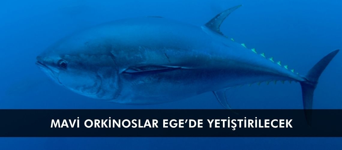 Mavi orkinoslar Ege’de yetiştirilecek