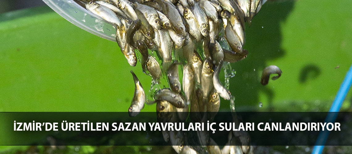 İzmir’de üretilen sazan yavruları iç suları canlandırıyor