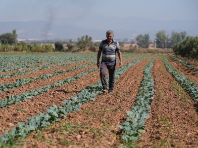 İzmirli çiftçilere yerli fide desteği