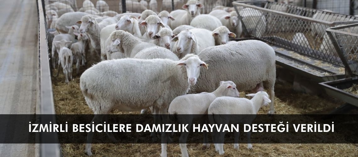 İzmirli besicilere damızlık hayvan desteği verildi