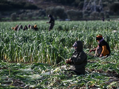 Sebze üretim üssü İzmir'de kış yağışları yüz güldürdü