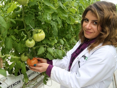 Sivas’ın jeotermal domatesleri Avrupa yolcusu
