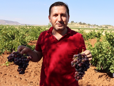 Kilis üzümünde yüksek verim