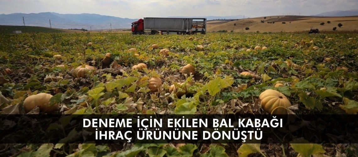 Deneme için ekilen bal kabağı ihraç ürününe dönüştü
