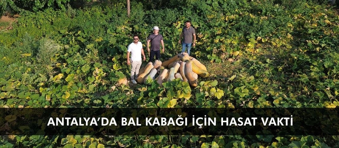 Antalya’da bal kabağı için hasat vakti