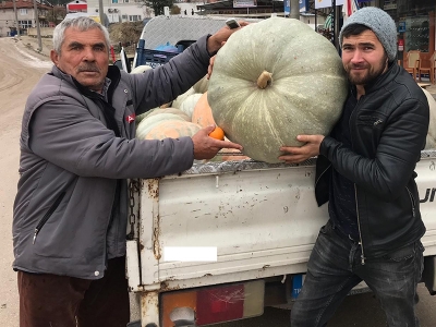 75 kiloluk kabak görenleri hayrete düşürüyor