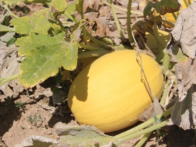 Merakla başladı, üretimini katladı