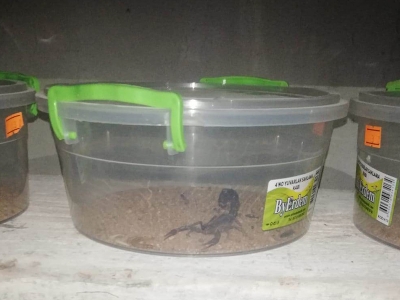 Kaçak akrebe geçit yok