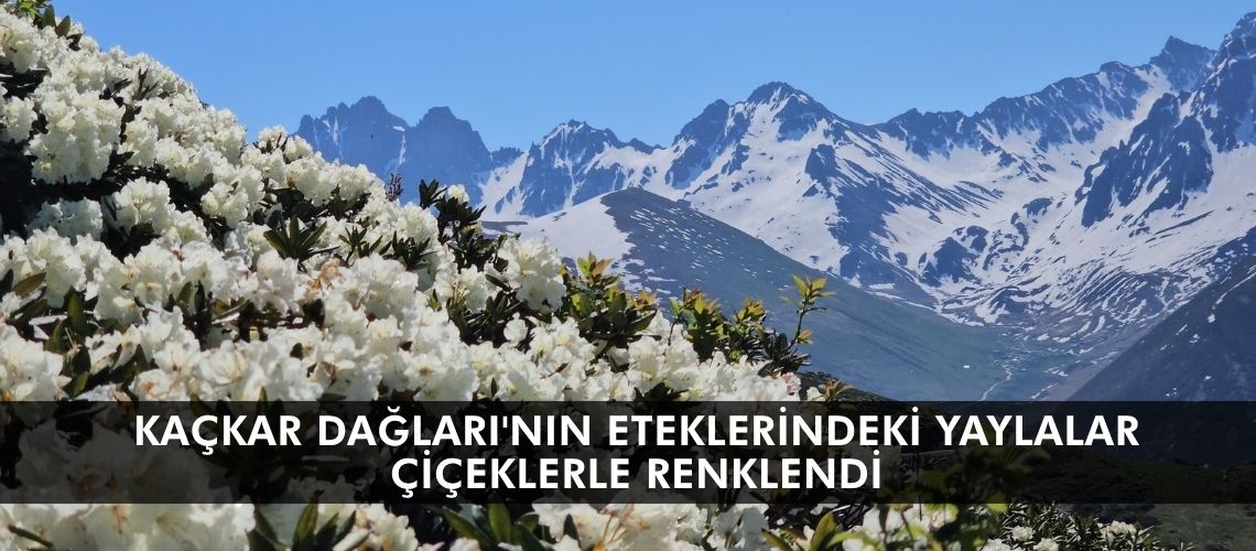 Kaçkar Dağları'nın eteklerindeki yaylalar çiçeklerle renklendi