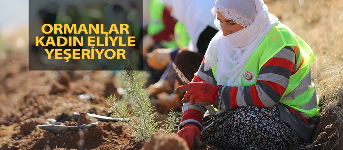 Ormanlar kadın eliyle yeşeriyor