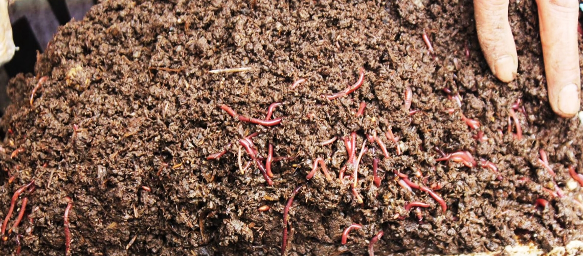 Kadın Çiftçiler Vermikompost Üretiyor