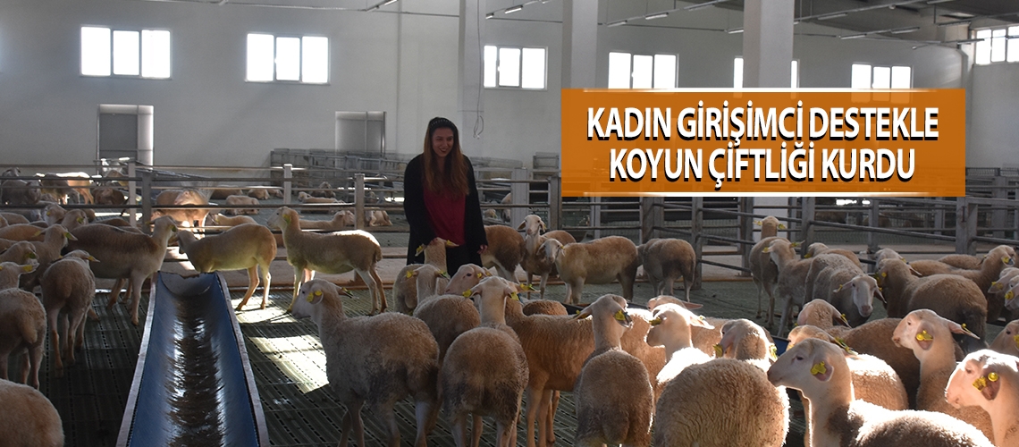 Kadın girişimci destekle koyun çiftliği kurdu