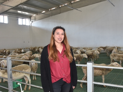 Kadın girişimci destekle koyun çiftliği kurdu