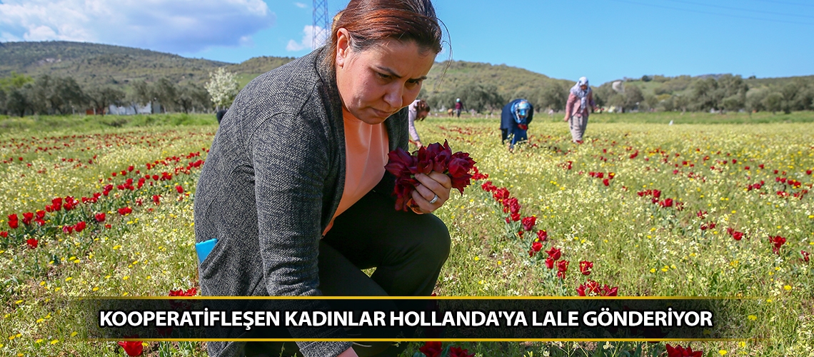 Kooperatifleşen kadınlar Hollanda'ya lale gönderiyor
