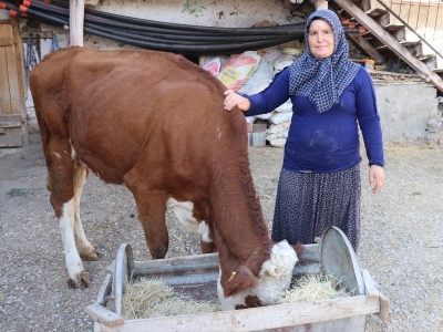 Hibe desteğiyle yeniden hayvancılığa başladı