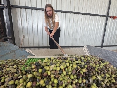 Zeytinin değeri kadın elinde yükseliyor
