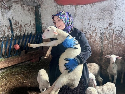 Kadın girişimci Fransız koyunlarıyla dikkat çekiyor