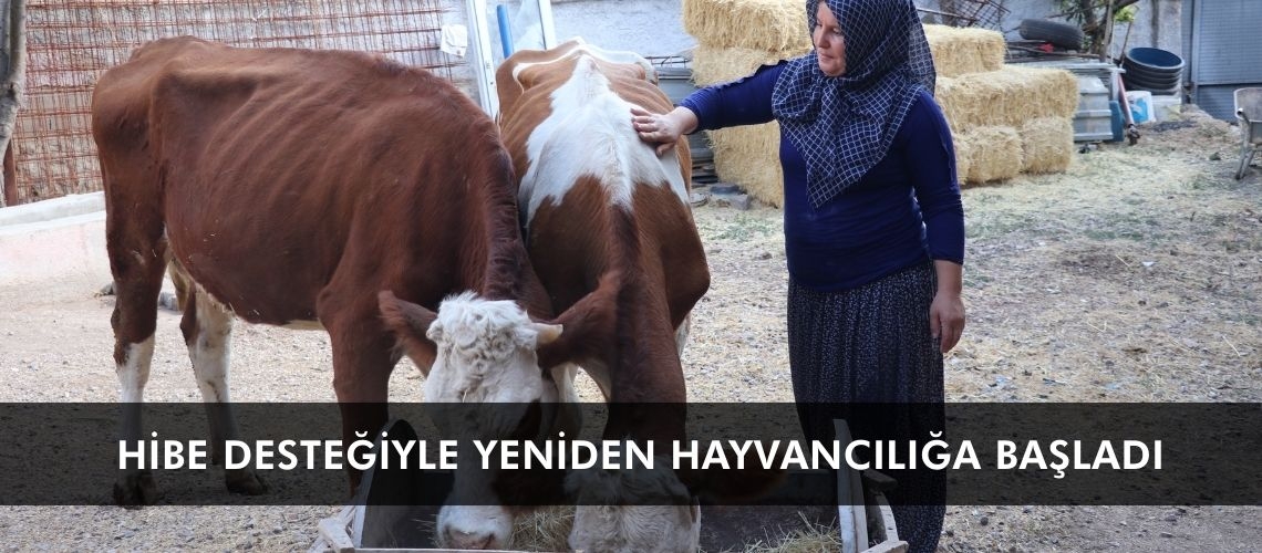 Hibe desteğiyle yeniden hayvancılığa başladı