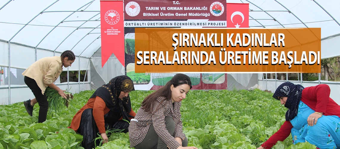 Şırnaklı kadınlar seralarında üretime başladı