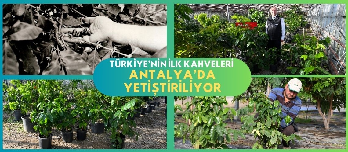 Türkiye’nin ilk kahveleri Antalya’da yetiştiriliyor