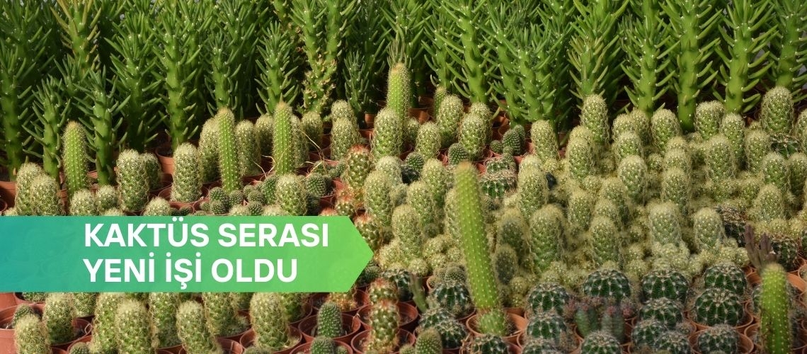 Kaktüs serası yeni işi oldu