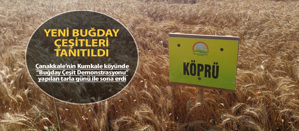 Kumkale’de buğday tarla günü