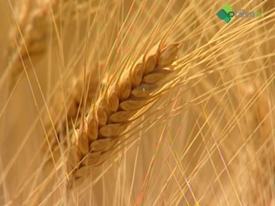 Kaliteli Makarnalık Buğday Üretimi
