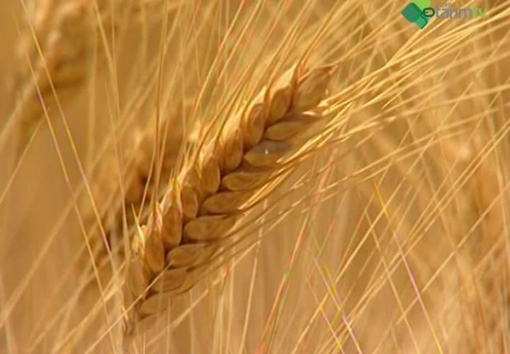 Kaliteli Makarnalık Buğday Üretimi