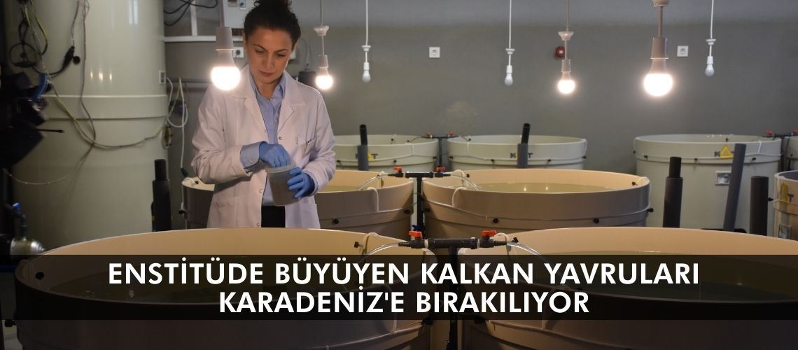 Enstitüde büyüyen kalkan yavruları Karadeniz'e bırakılıyor