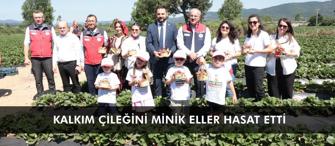 Kalkım çileğini minik eller hasat etti