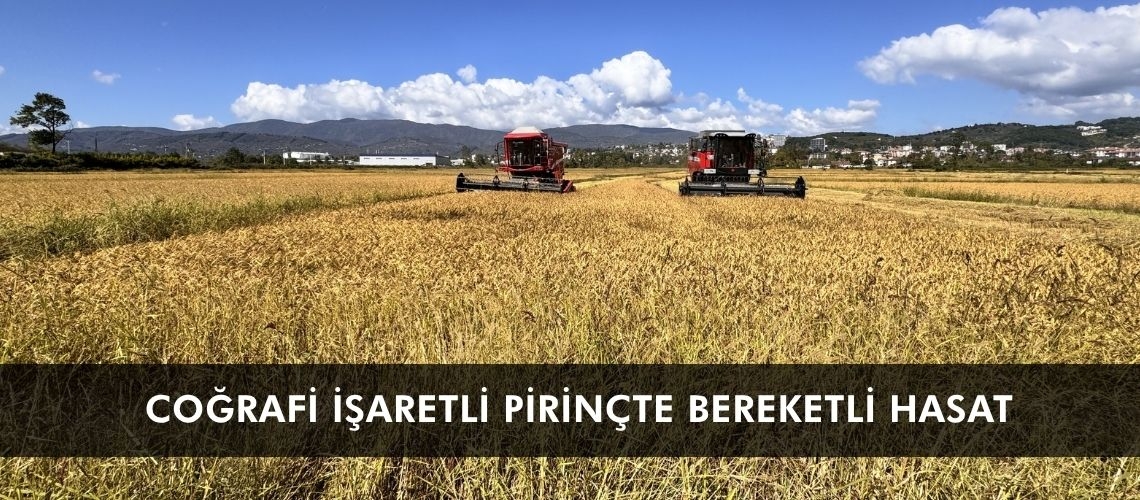 Coğrafi işaretli pirinçte bereketli hasat