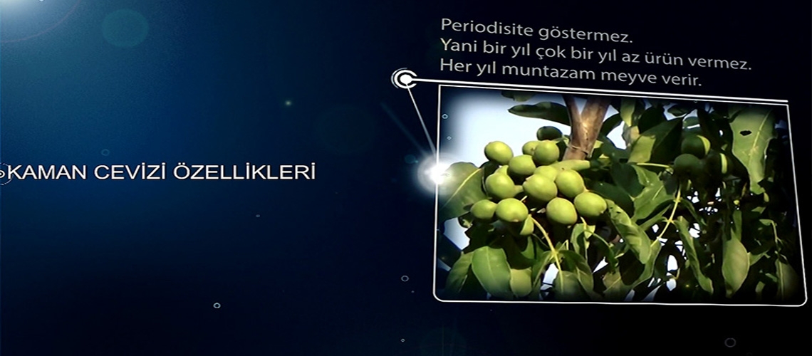 Kaman Cevizi Özellikleri