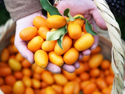 Alanya'da kamkat ara ürün oldu