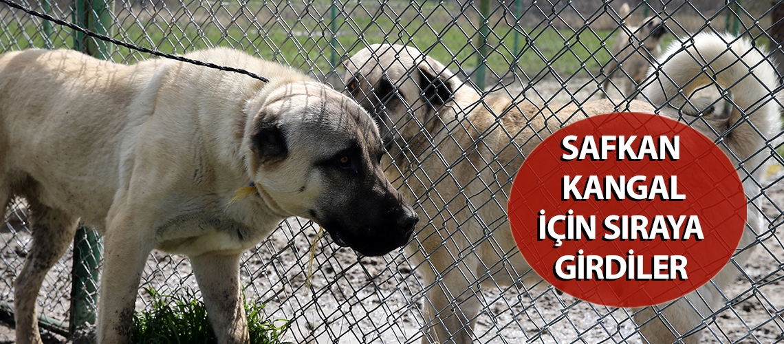 Safkan Kangal için sıraya girdiler