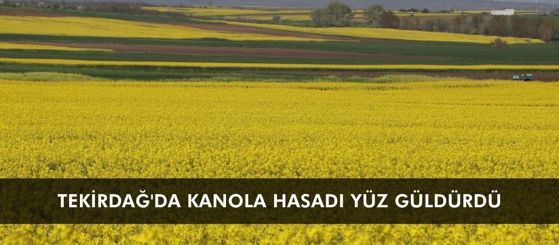 Tekirdağ'da kanola hasadı yüz güldürdü